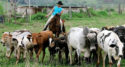 Brazil-beef-food-illness