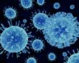 norovirus