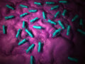 salmonella -foodillness -outbreaks