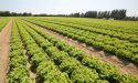 lettuce-field-food-safety