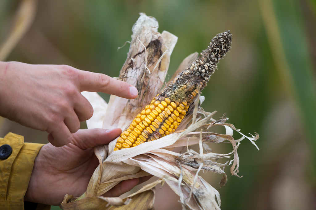 aflatoxins_toxins_food_safety_illness