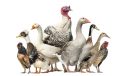 poultry-food-safety