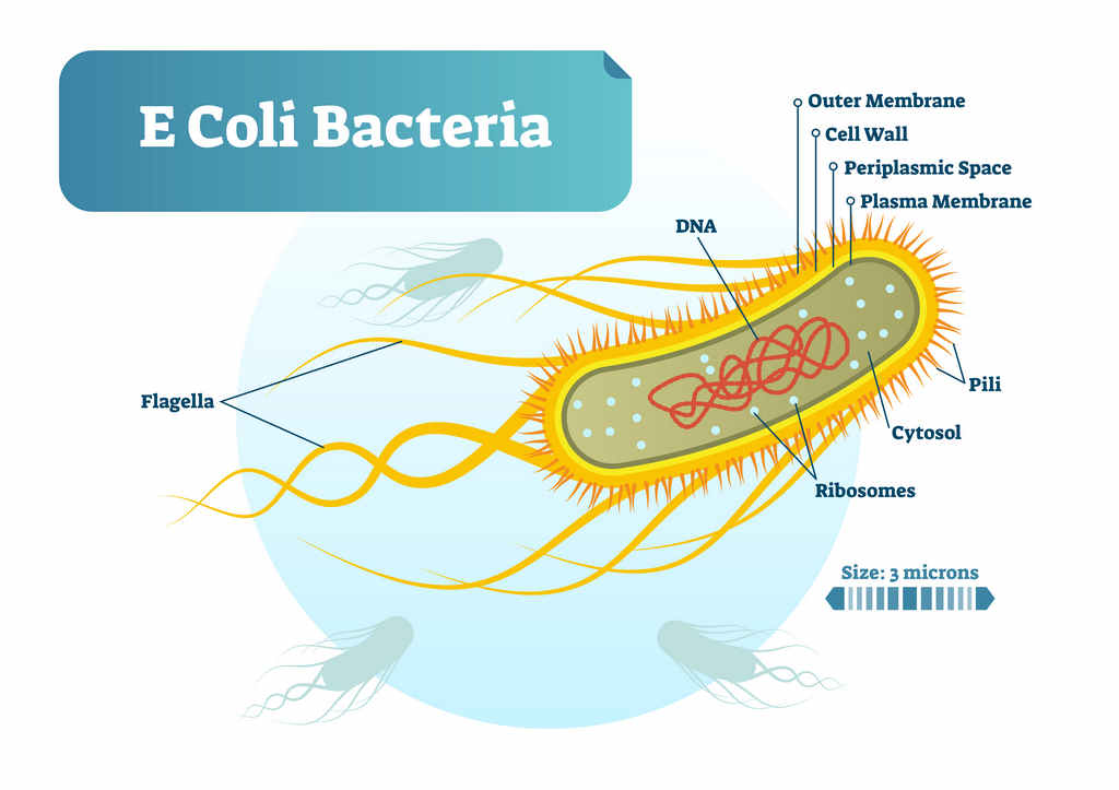 ecoli_bacteria_food_safety_illness_