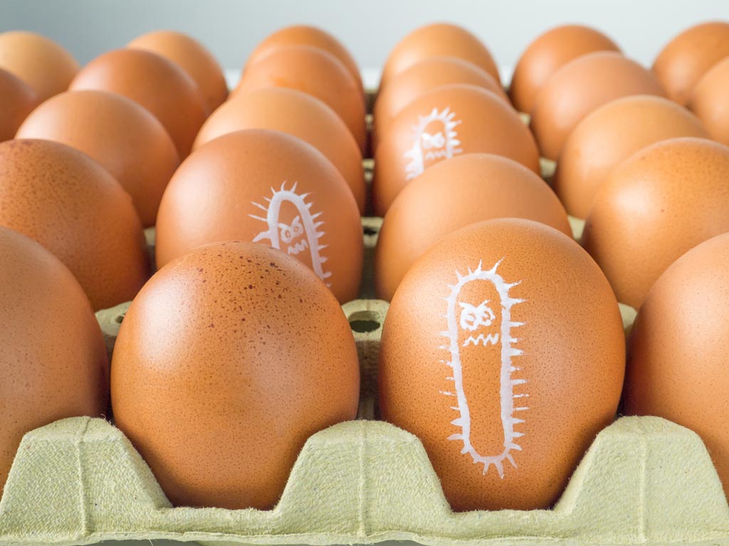 Eggs Salmonella and Food Safety