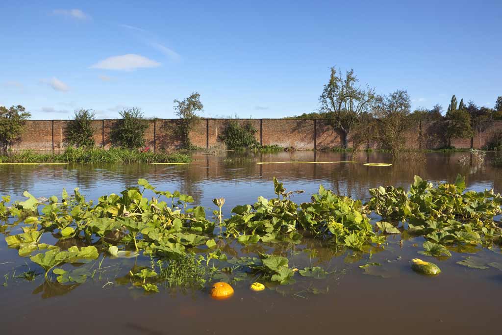 food_safety_produce_flooding_illness