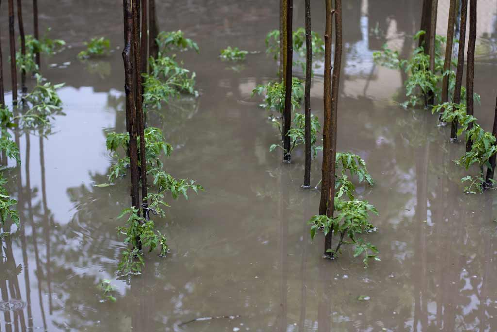 food_safety_produce_flooding_illness