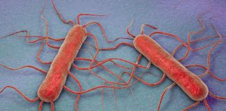 listeria_bacteria_food_safety_illness