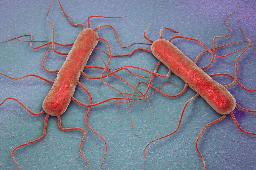 listeria_bacteria_food_safety_illness