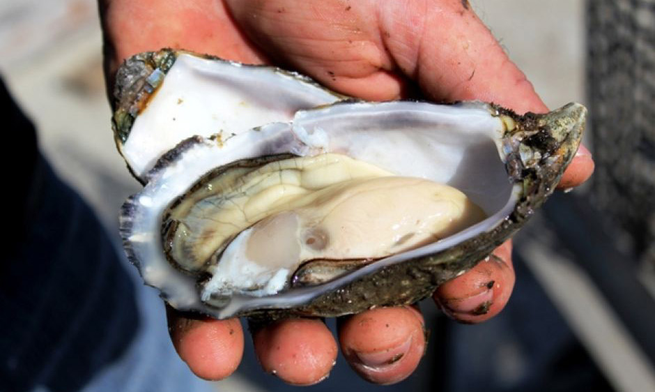 oyster-food-safety